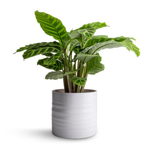 Calathea zebrina - Zebra Plant & Hadleigh Plant Pot - White