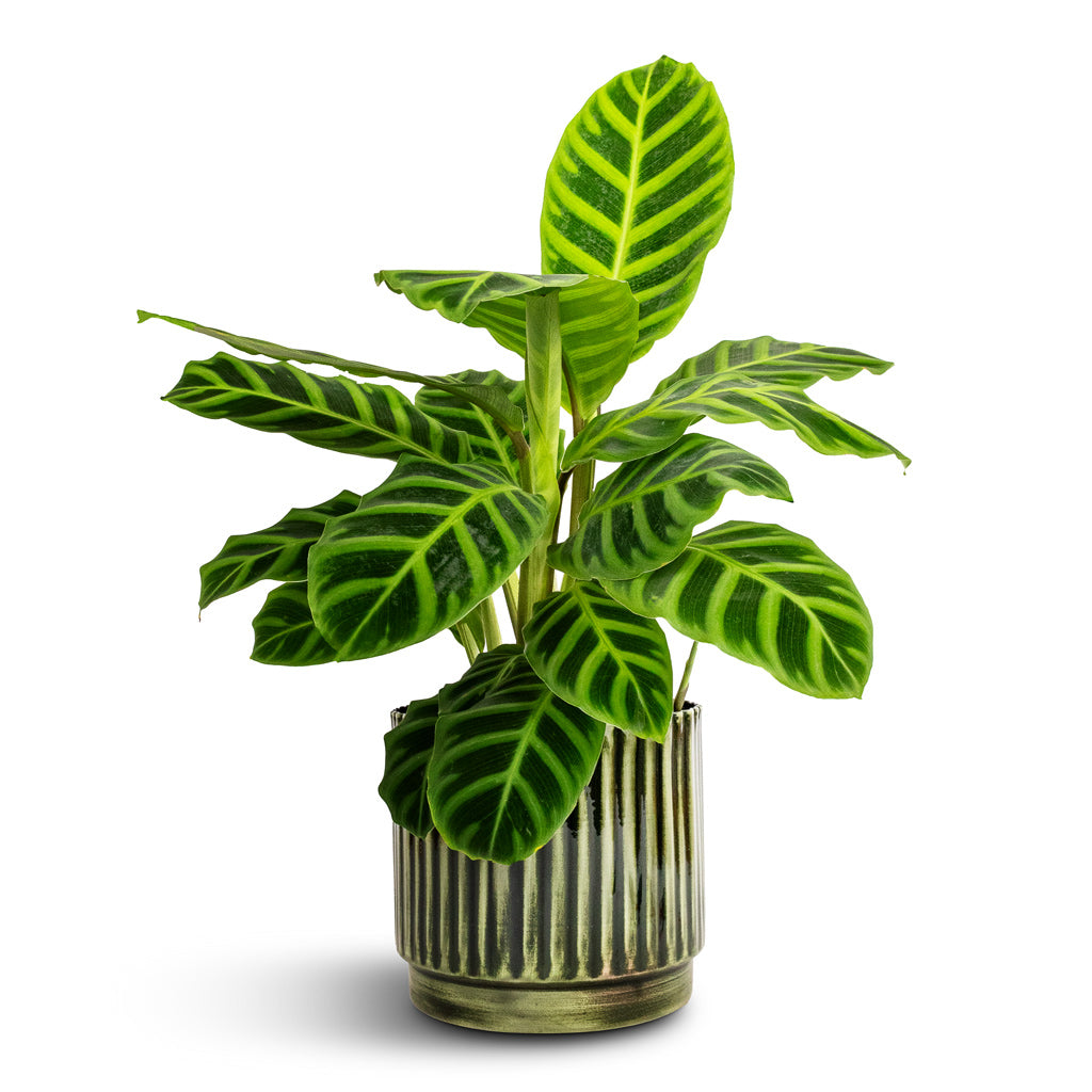 Calathea zebrina - Zebra Plant & Nella Plant Pot - Forest