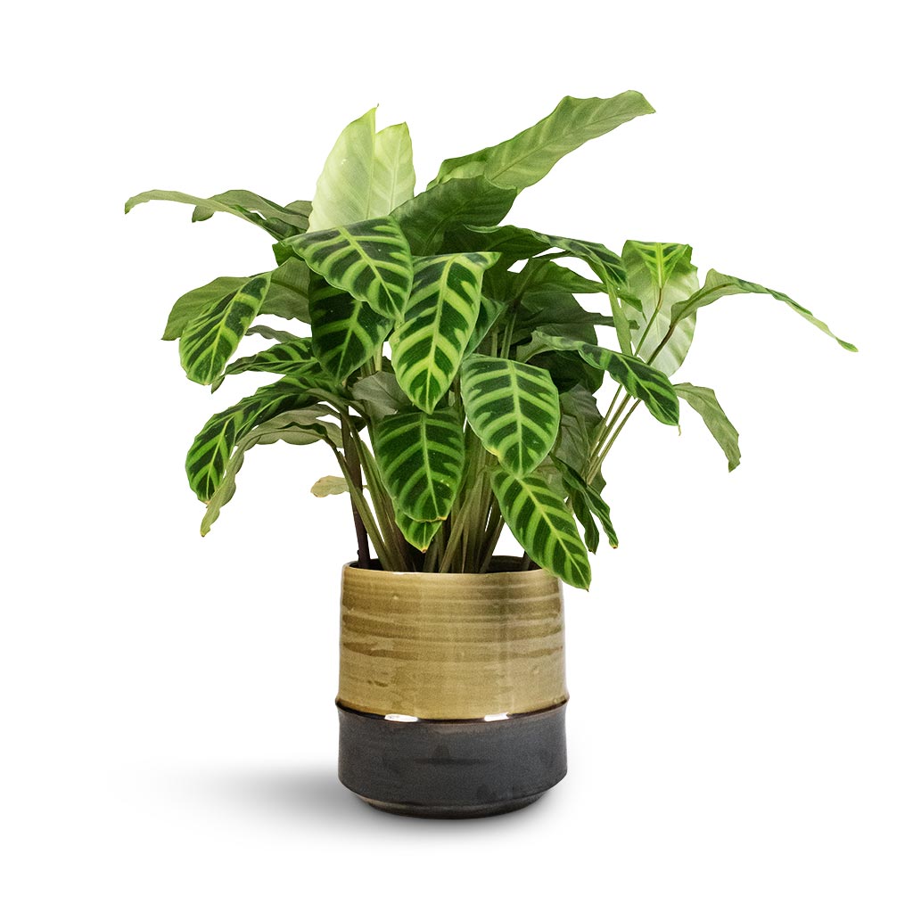 Calathea zebrina - Zebra Plant & Marlijn Plant Pot - Thyme