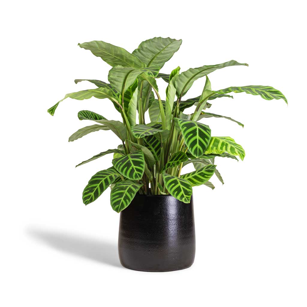 Calathea zebrina - Zebra Plant & Akemi Plant Pot - Carbon Black