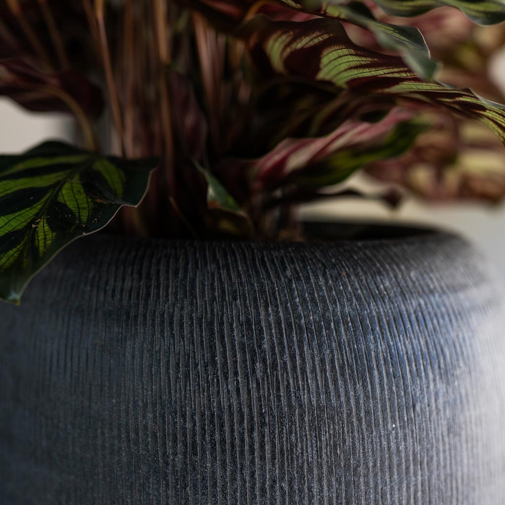 Calathea in Roxan Pot Anthracite Lifestyle 
