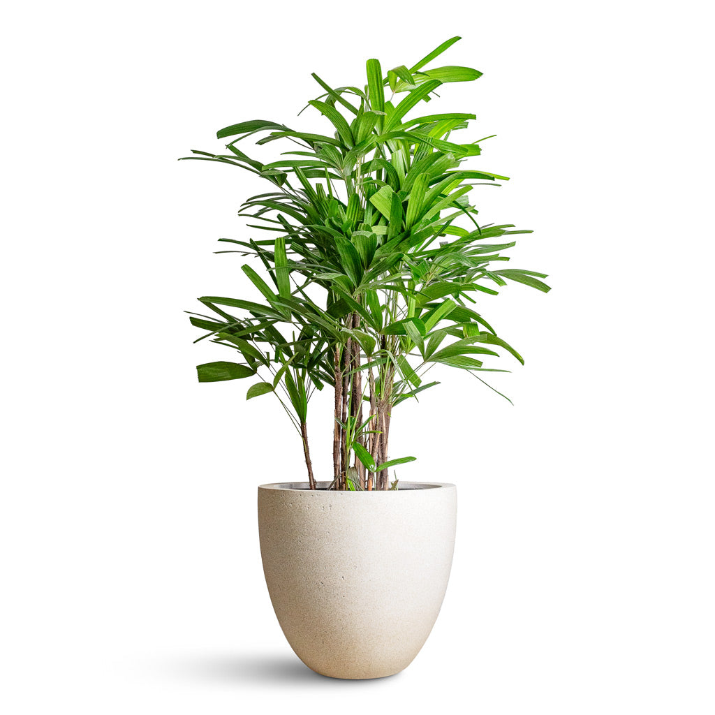 Caryota mitis Fish Tail Grigio Egg Pot Planter Antique White Concrete