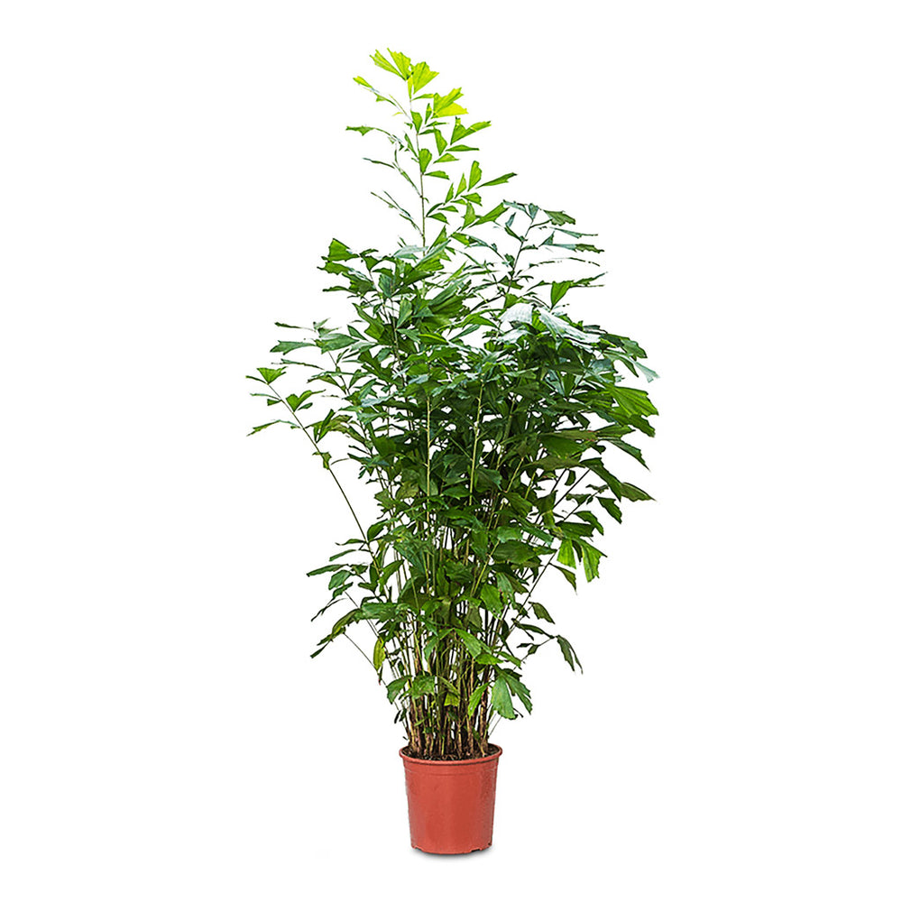 Caryota mitis - Fish Tail Indoor Palm - Quality Plants | Hortology ...