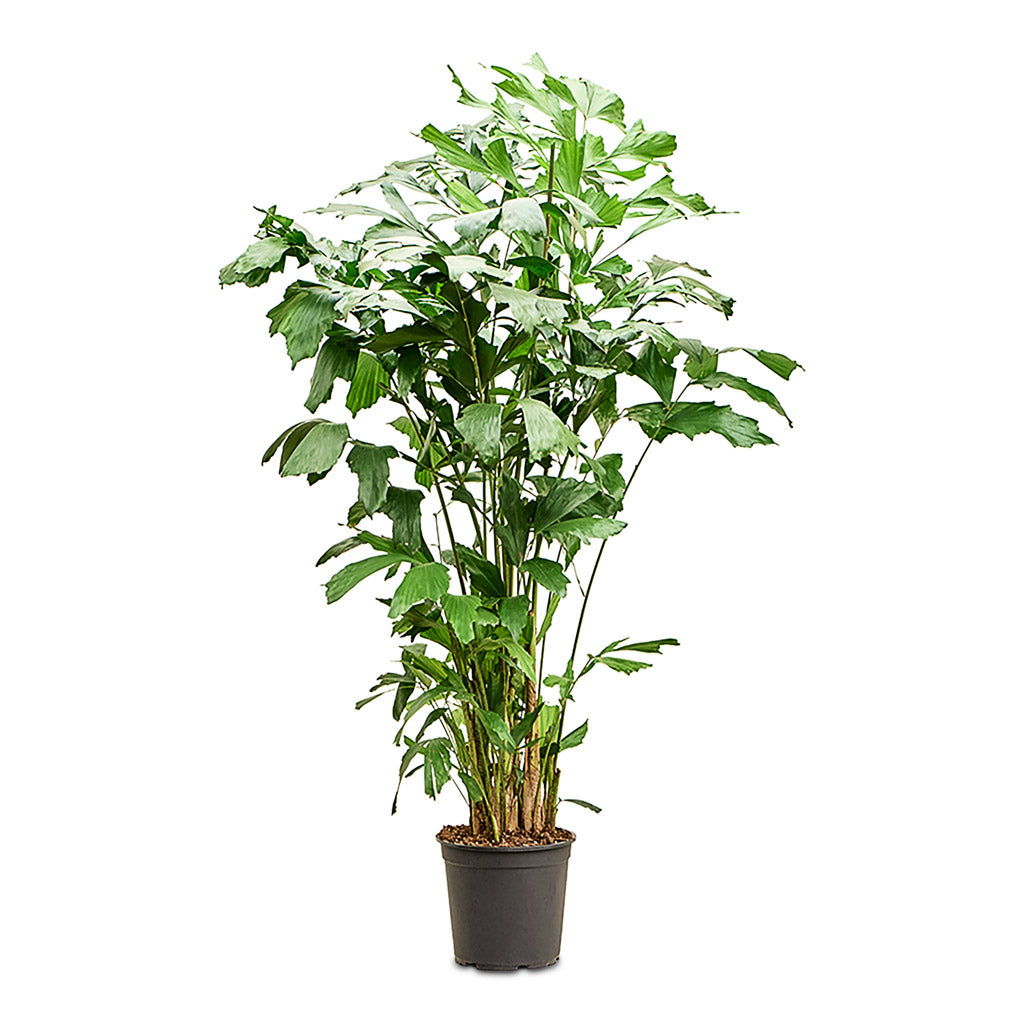 Caryota mitis Fish Tail 30x180cm