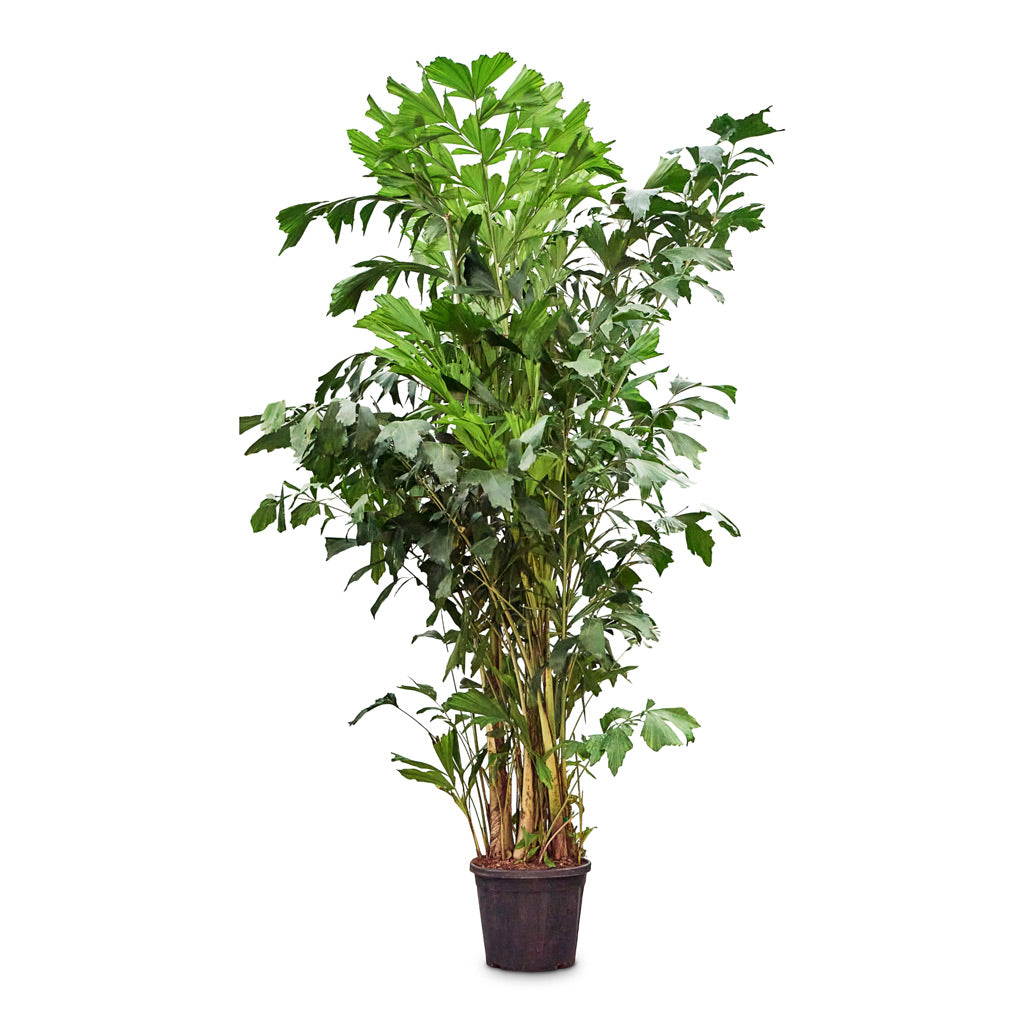 Caryota mitis Fish Tail 35x250cm