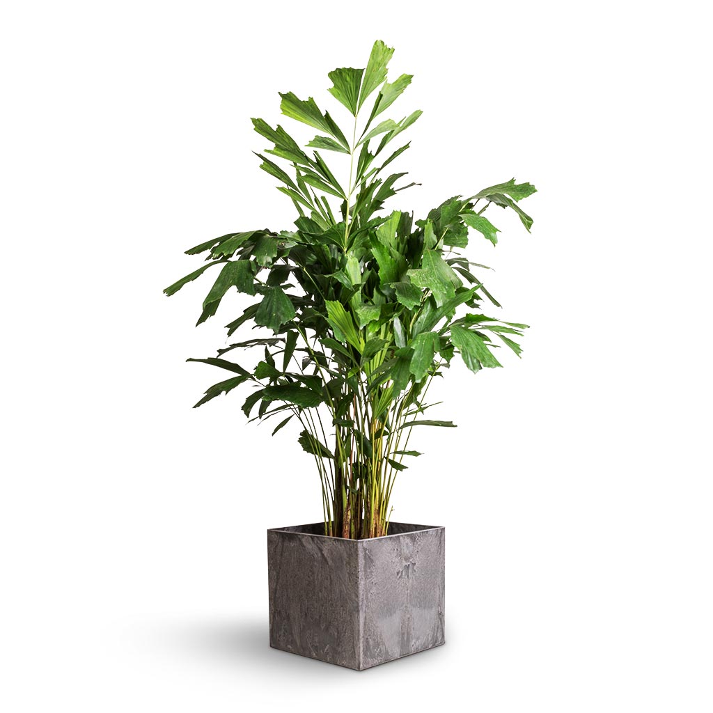 Caryota mitis - Fish Tail Palm & Maud Artstone Plant Pot - Grey