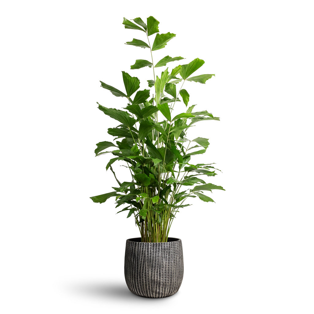 Caryota mitis Fish Tail Palm - 24x115cm &amp; Feico Plant Pot Metal Black - 30x26cm