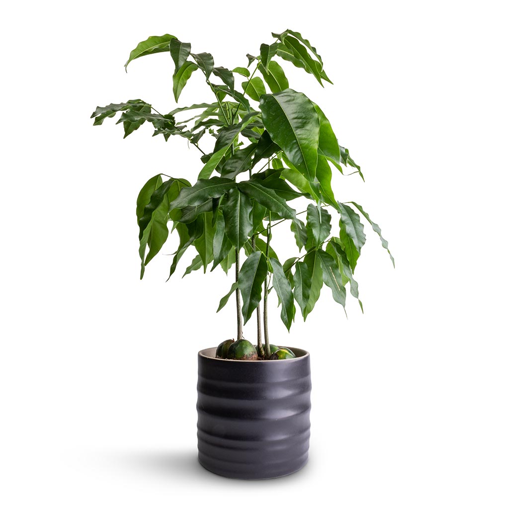 Castanospermum australe - Moreton Bay Chestnut & Hadleigh Plant Pot - Charcoal