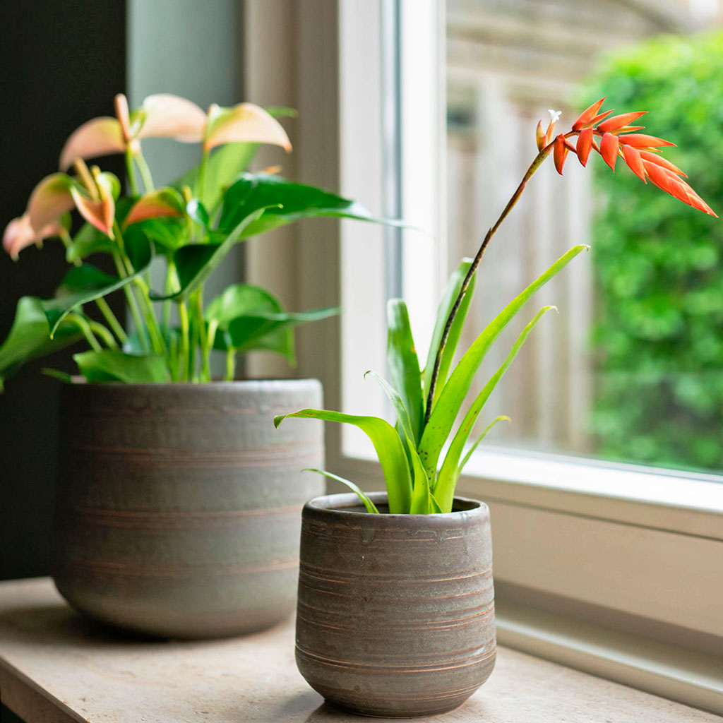 Celesta Plant Pots with Indoor Plants