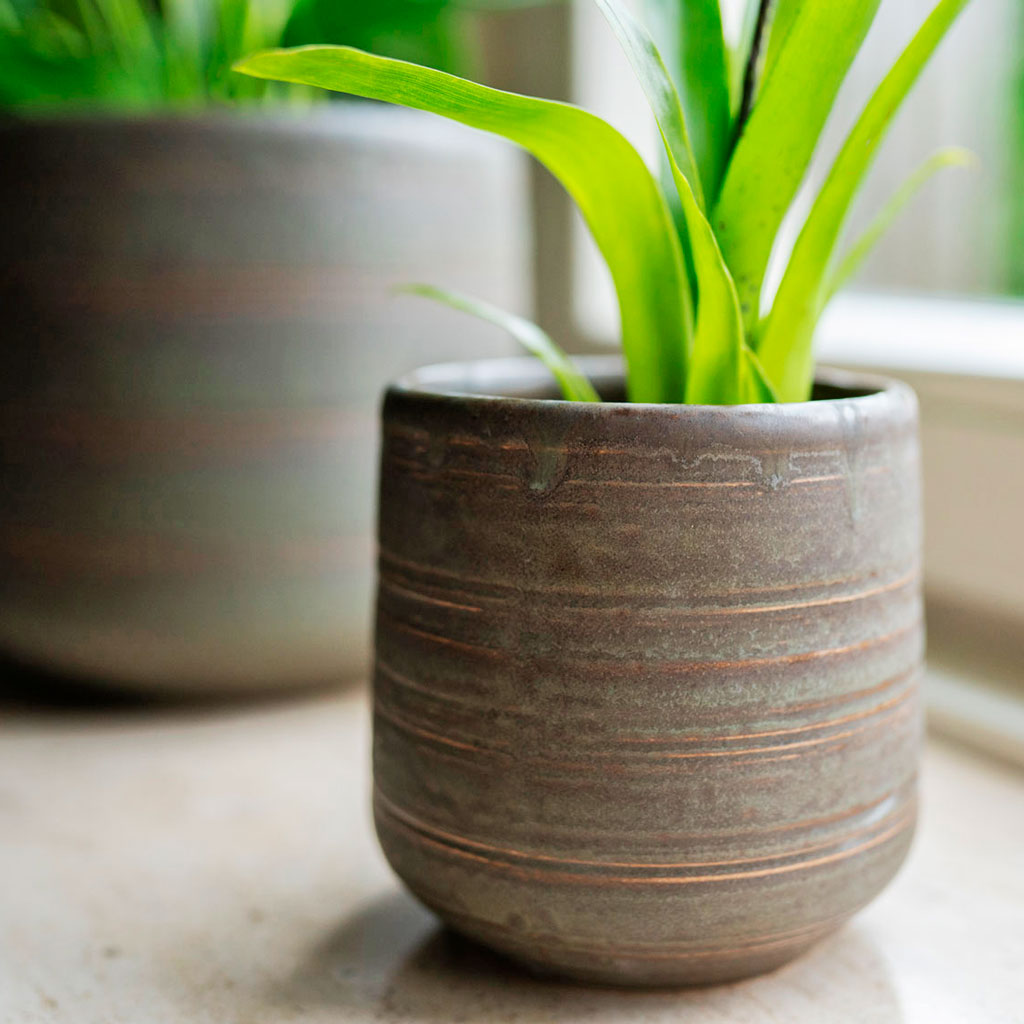 Celesta Plant Pot with Houseplant