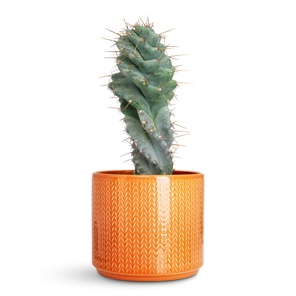 Cereus forbesii spiralis Chevron Pot Sienna