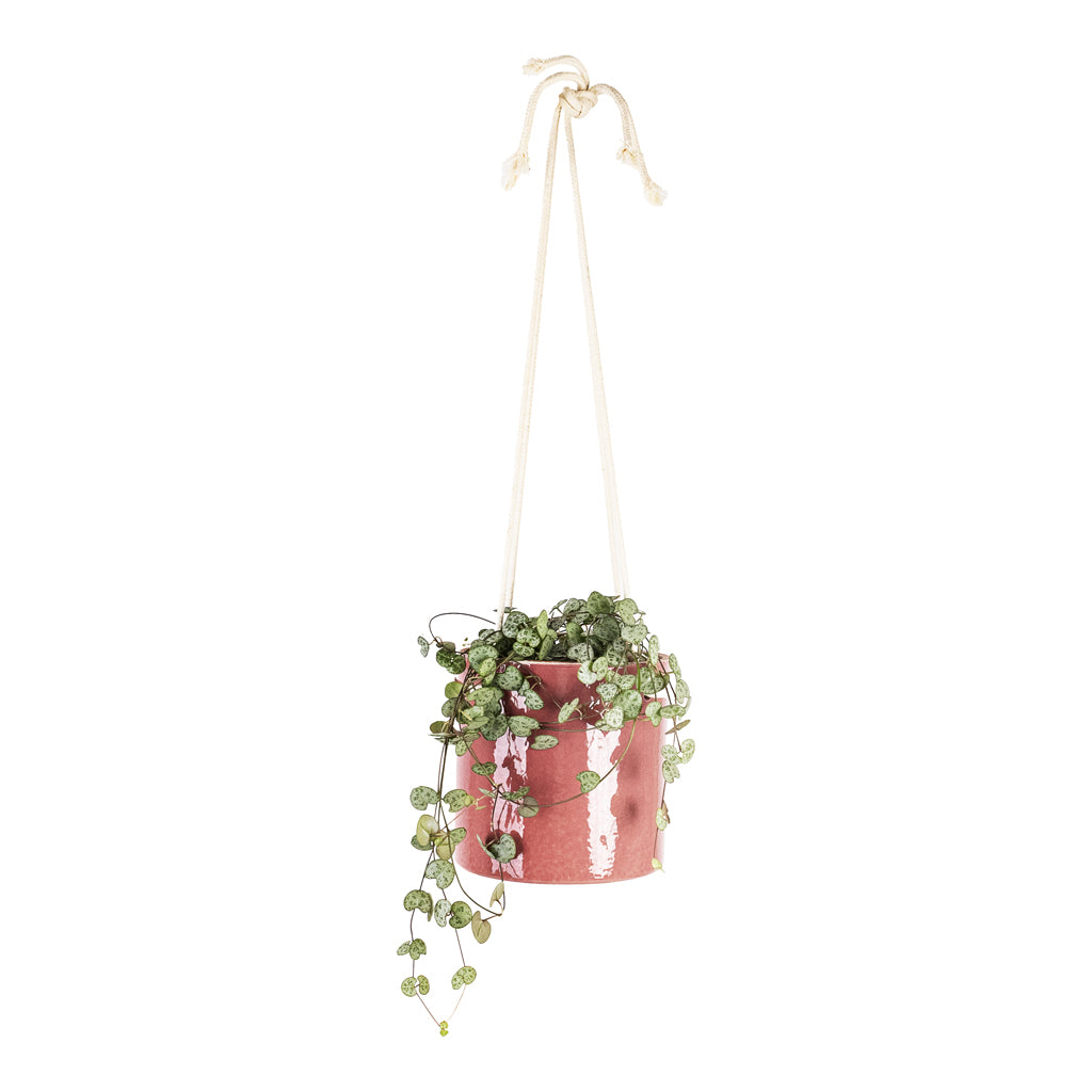 Ceropegia woodii 12x25cm House Plant In Kai Hanging Pot Cherry 13x13cm