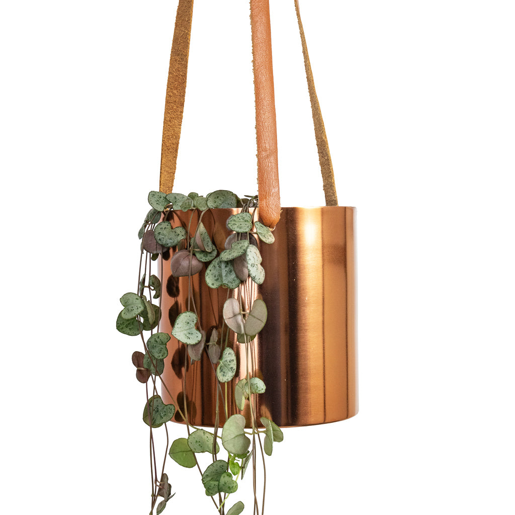 Ceropegia woodii - String of Hearts & Floro Hanging Plant Pot - Copper