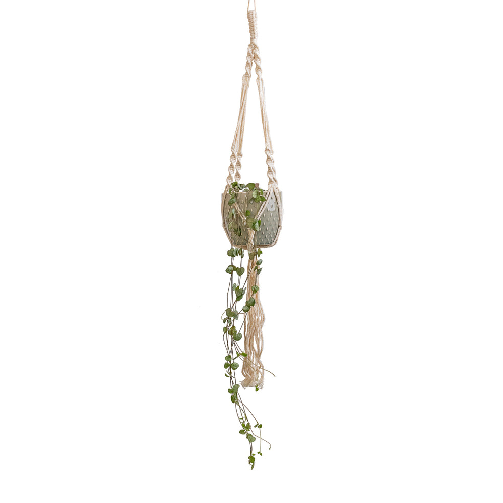 Ceropegia woodii - String of Hearts - Rosary Vine | Hortology