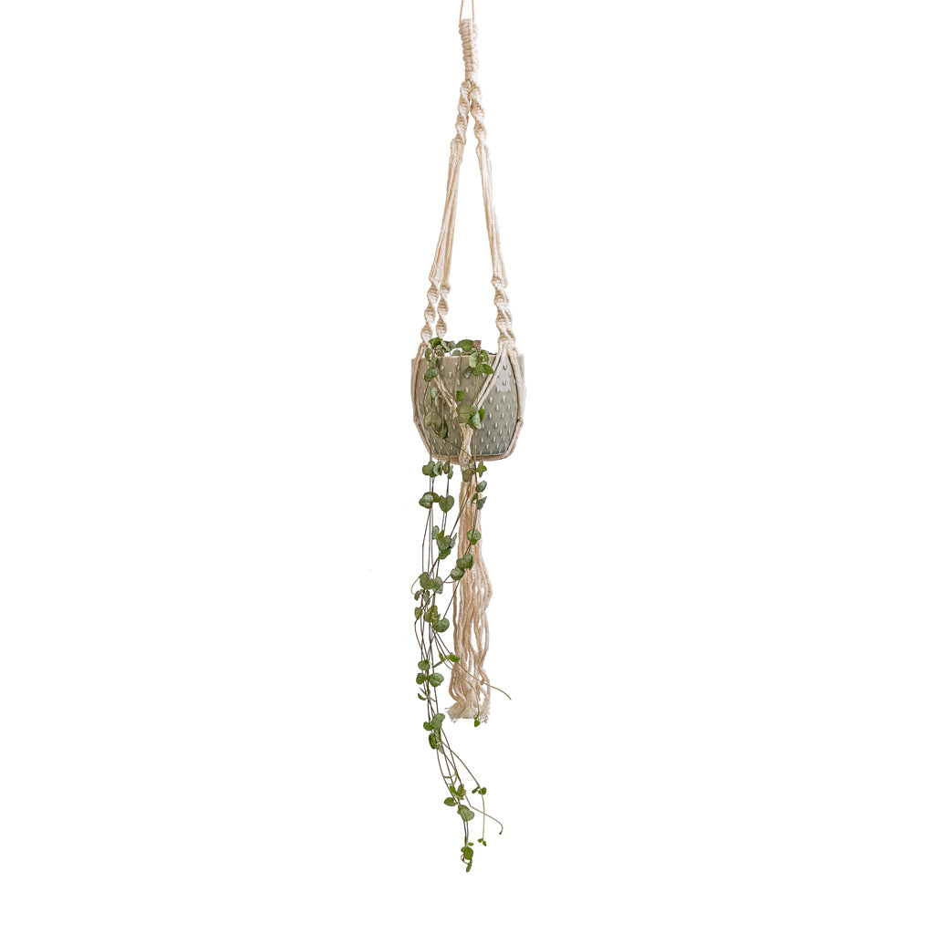 Ceropegia woodii - String of Hearts & Macrame Hanging Plant Pot