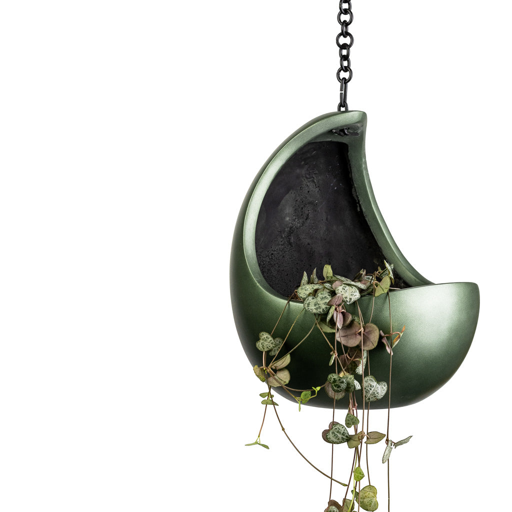 Ceropegia woodii - String of Hearts