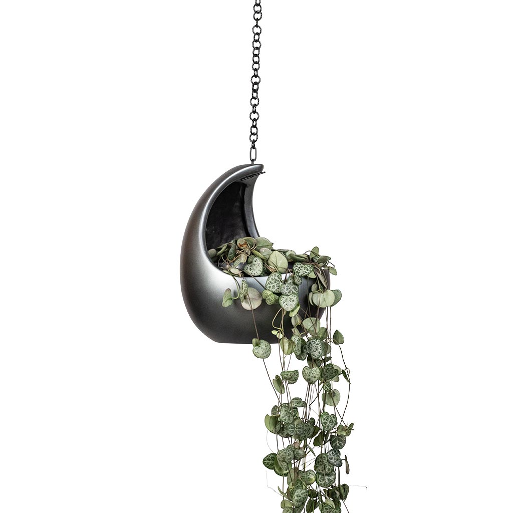 Ceropegia woodii - String of Hearts & Gradient Hanging Cocoon - Matt Grey