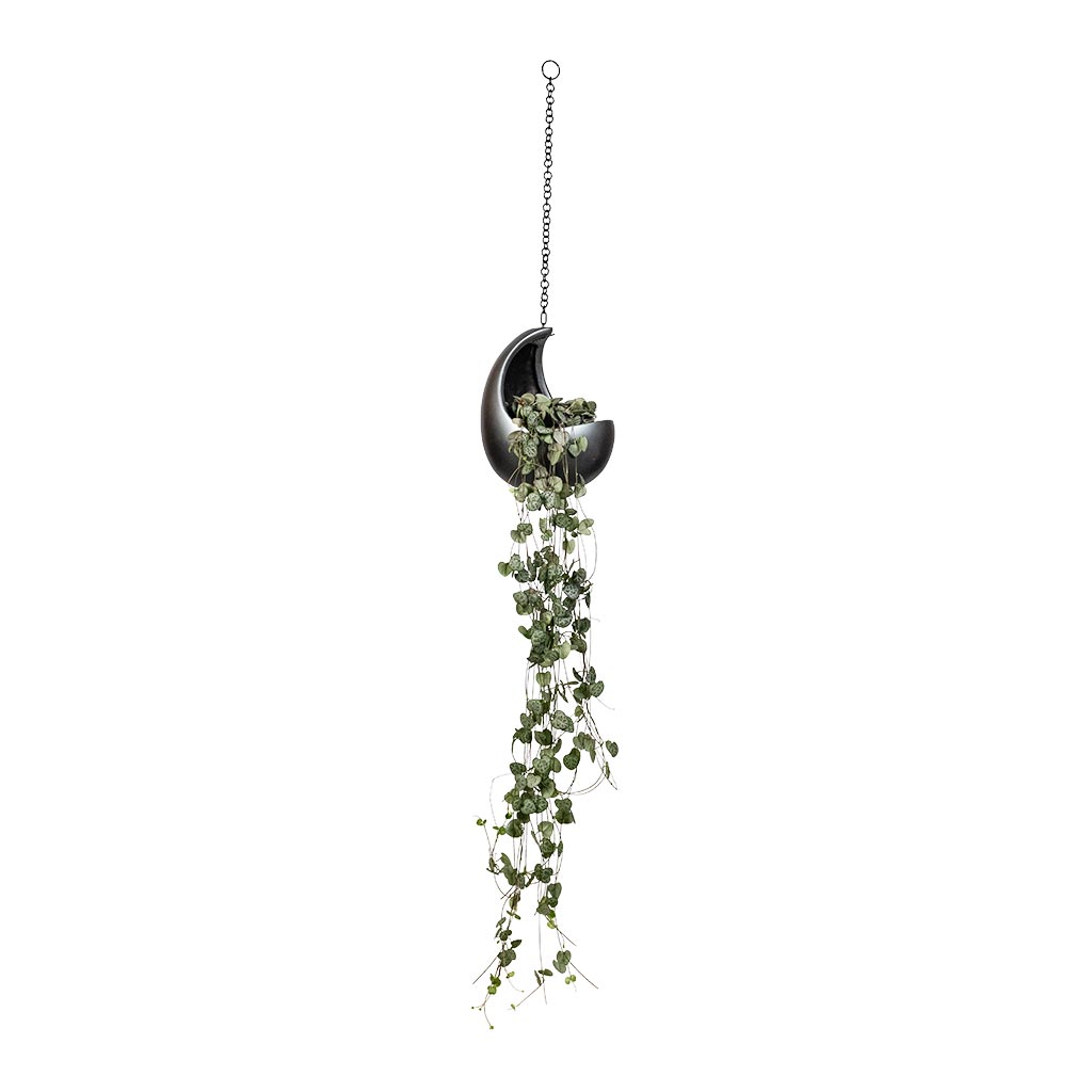 Ceropegia woodii - String of Hearts & Gradient Hanging Cocoon - Matt Grey