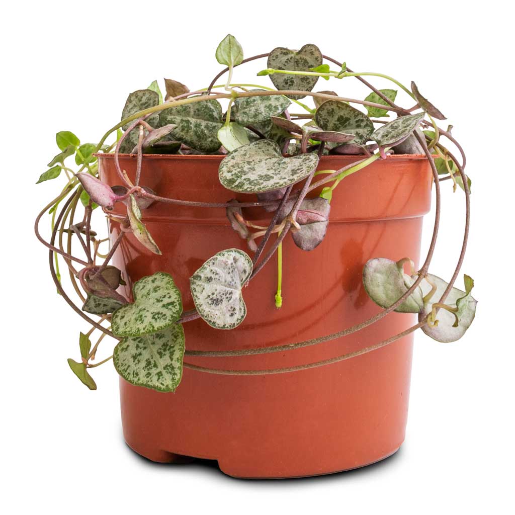 rosary hanging plant Ceropegia woodii - String of Hearts - Rosary Vine | Hortology