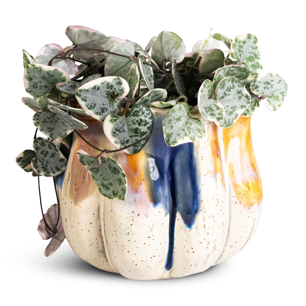 Ceropegia woodii Variegated Houseplant 10.5x20cm Molly Plant Pot Aquarel 13x11cm