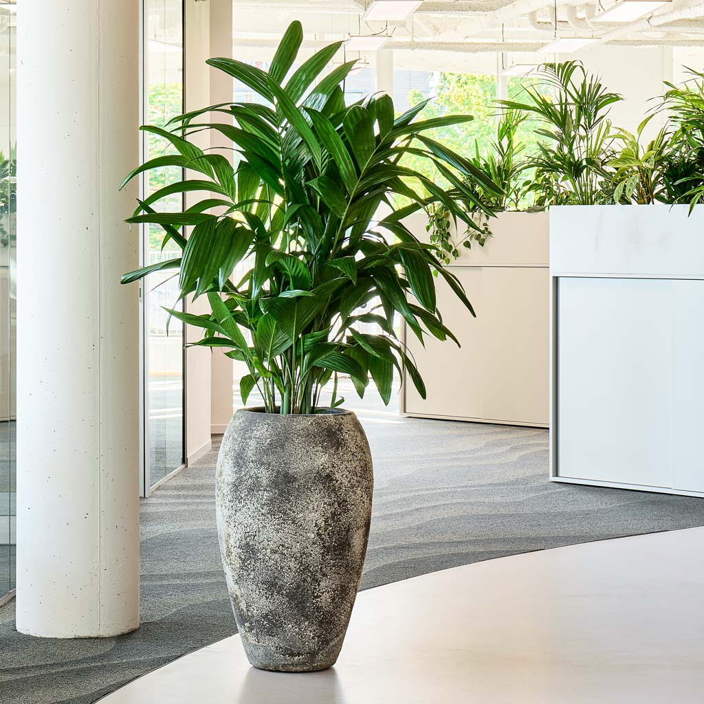 Chamaedorea Parlour Palm In Baq Sandora Emperor Brown