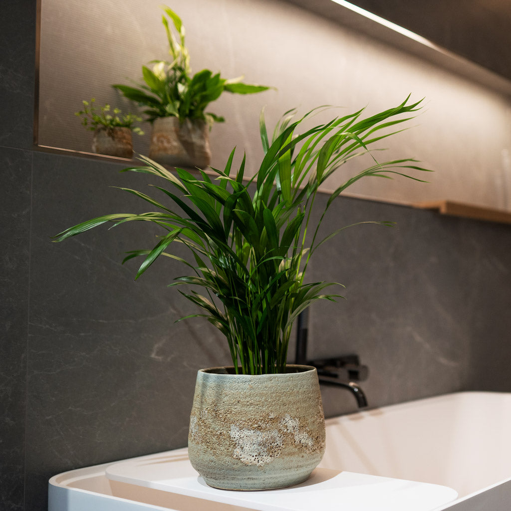 Chamaedorea Parlour Palm In Jelmer Mint