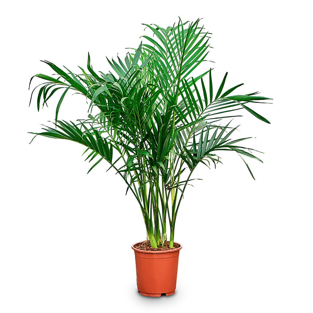 Chamaedorea cataractarum Stella Cat Palm 24x130cm