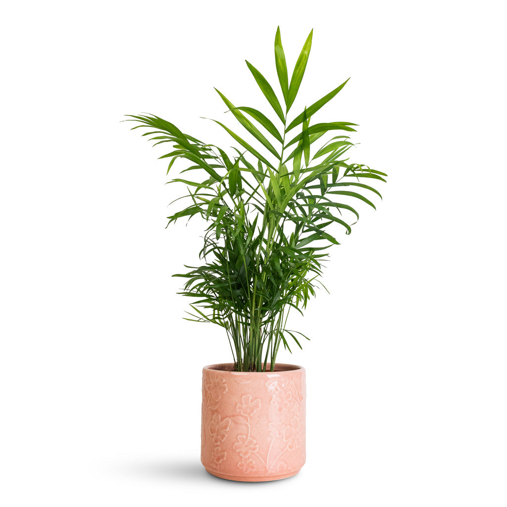 Chamaedorea elegans Parlour Palm - 12x40cm In Betsy Pot Floral Pink - 13.5x12cm