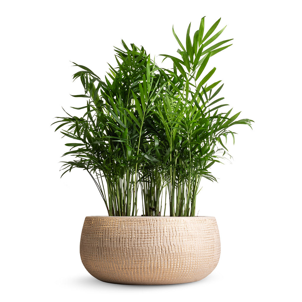 Parlor palm cats online