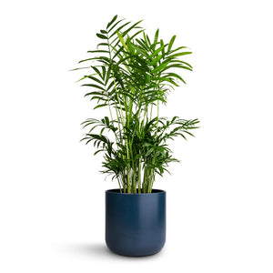 Chamaedorea elegans - Parlour Palm & Lisbon Plant Pot - Navy