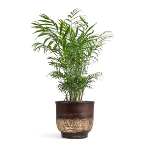 Chamaedorea elegans - Parlour Palm & Aico Plant Pot - Shiny Brown