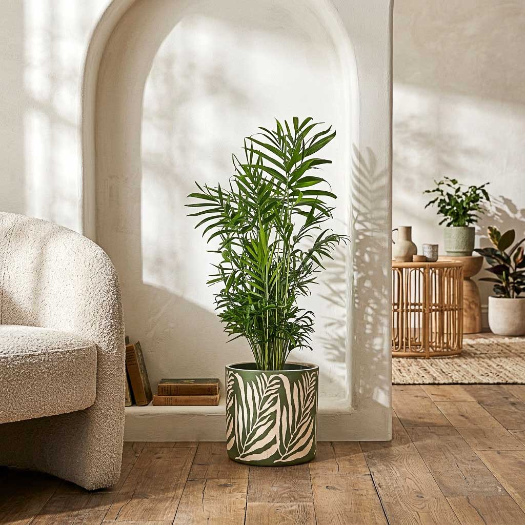 Chamaedorea elegans - Parlour Palm - 17 x 60cm in Leaf Plant Pot - Green - 20 x 18cm