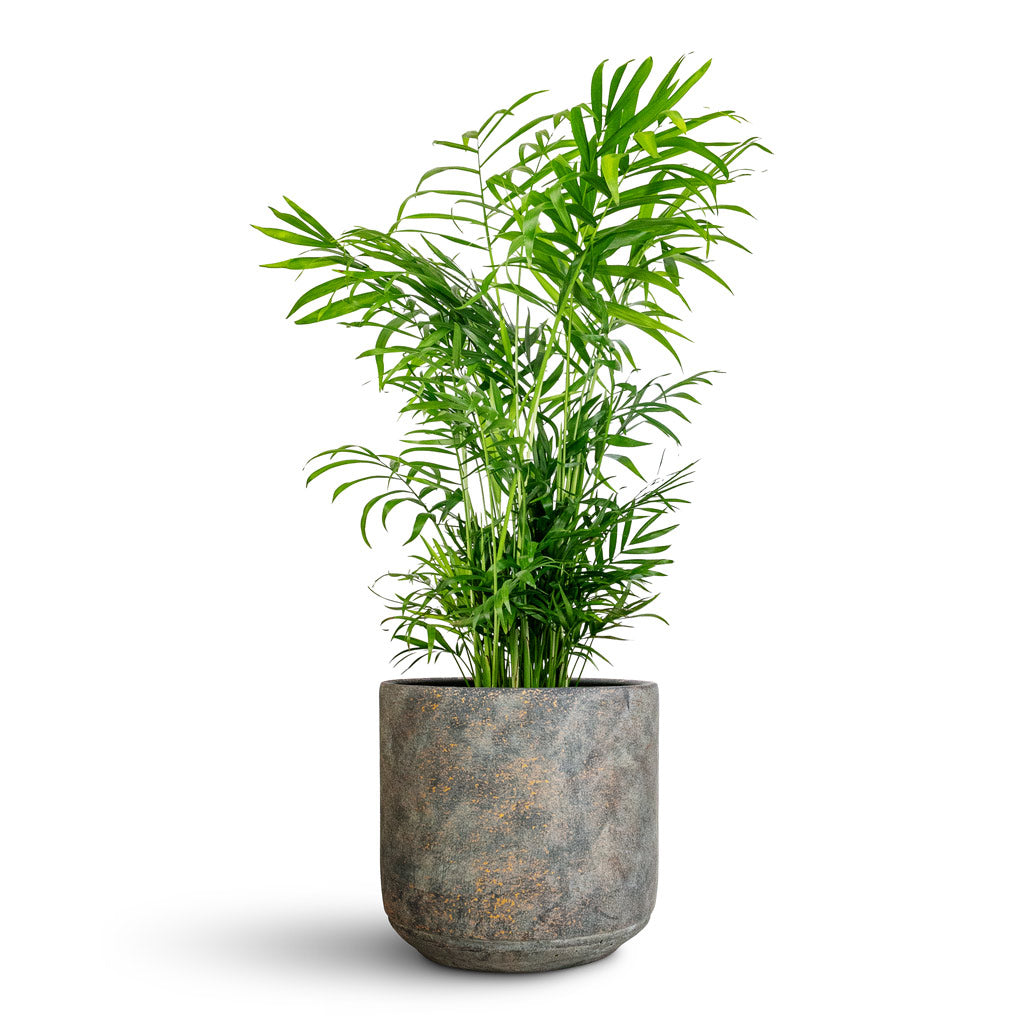 Chamaedorea elegans Parlour Palm - 17x60cm In Saar Pot Earth Cement - 21x20cm