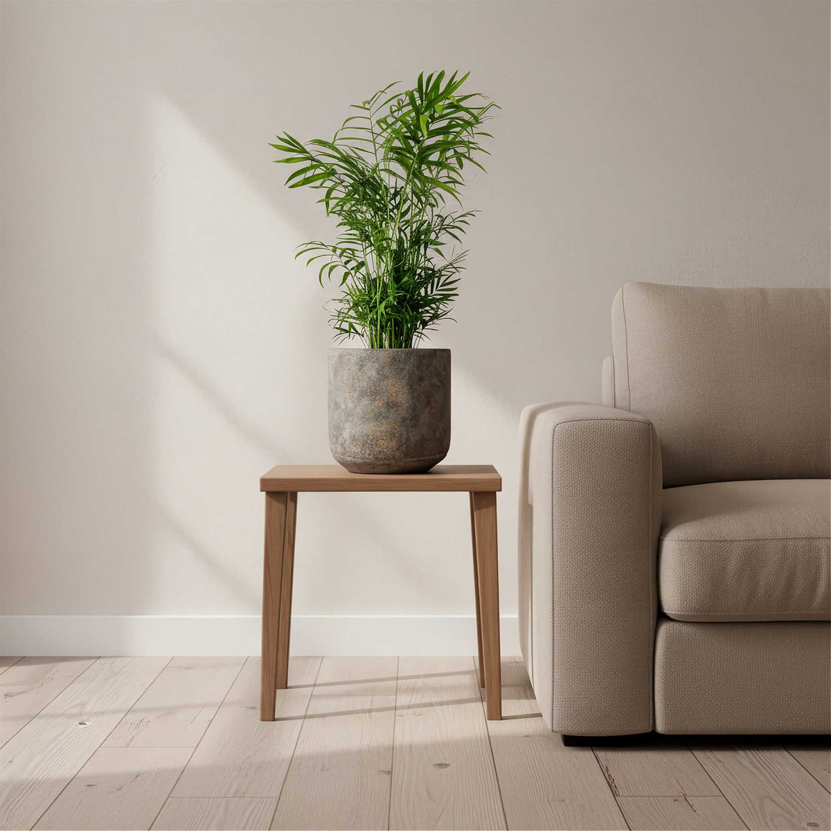 Chamaedorea-elegans-Parlour-Palm-17x60cm-Saar-Pot-Earth-Cement-21x20cm