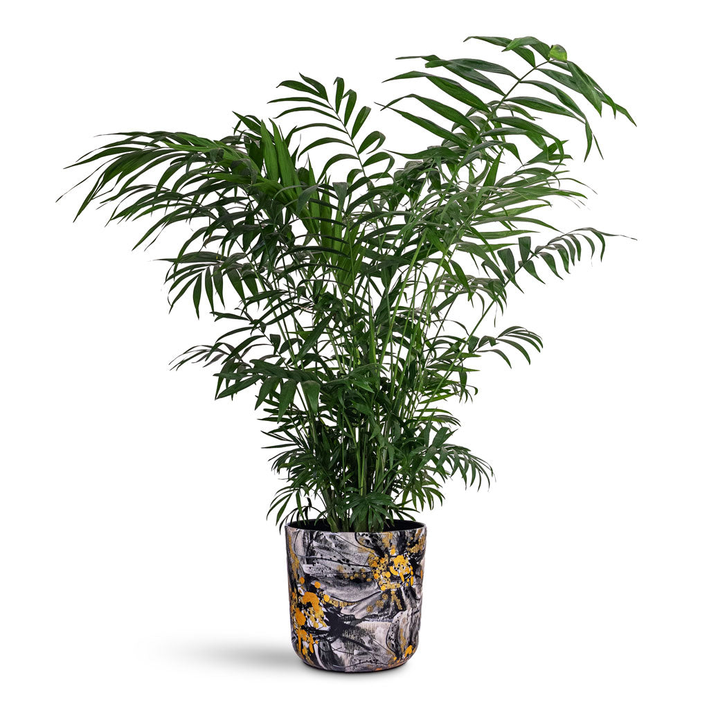 Chamaedorea elegans Parlour Palm 19x80cm House Plant In Lammie Marigold Pot Ash 23x20cm