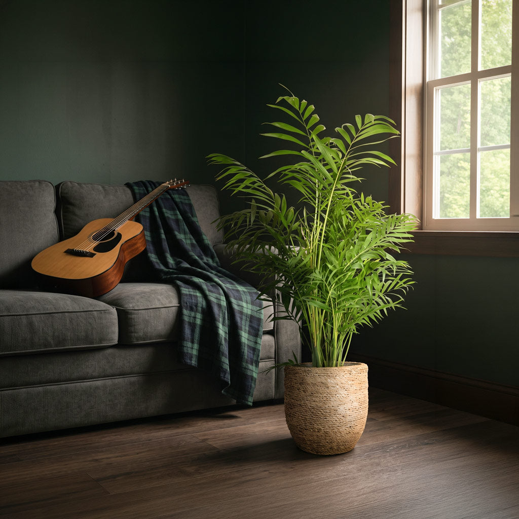 Chamaedorea elegans Parlour Palm 20x100cm house plant in Cody Plant Pot Straw Grass 27x26cm lifestyle