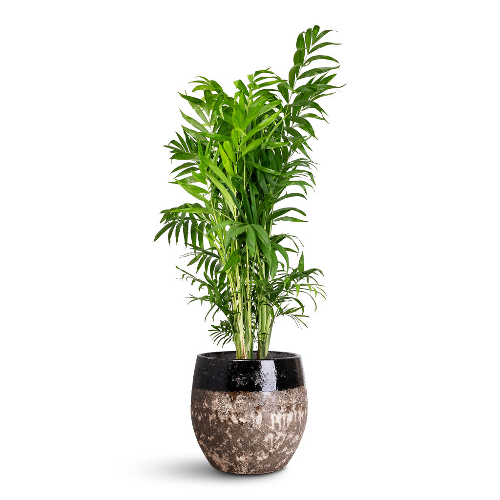 Chamaedorea elegans Parlour Palm - 20x100cm In Lindy Pot Black - 30x25cm