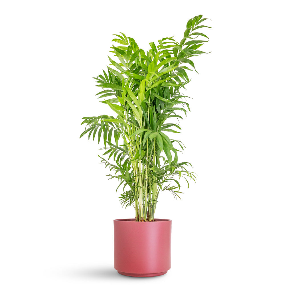 Chamaedorea elegans Parlour Palm - 20x100cm In Prague Pot Rose - 22x19.5cm