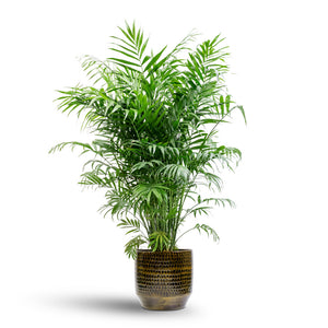 Sanna Plant Pot - Savanna