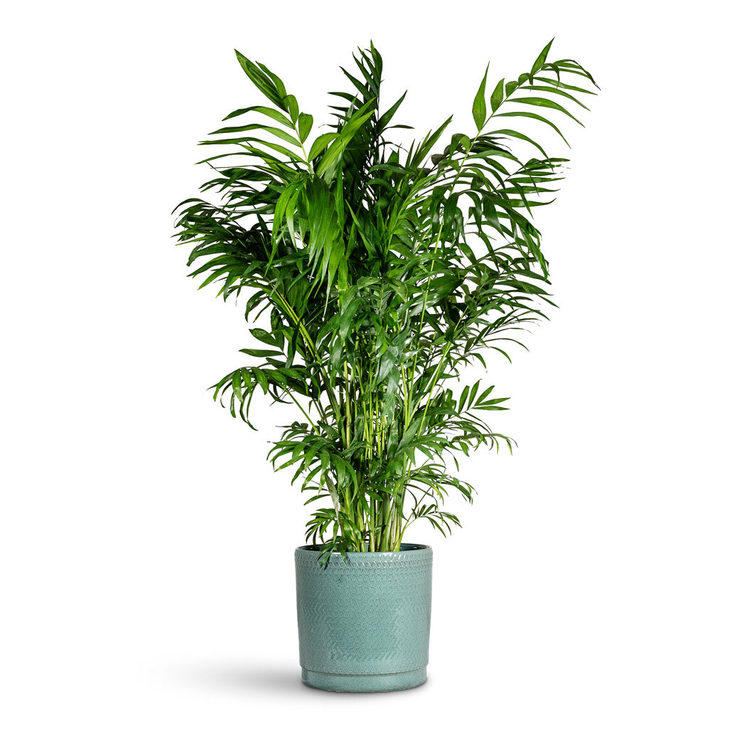Chamaedorea elegans Parlour Palm 20x90cm House Plant in Stien Pot Ocean 23x22cm