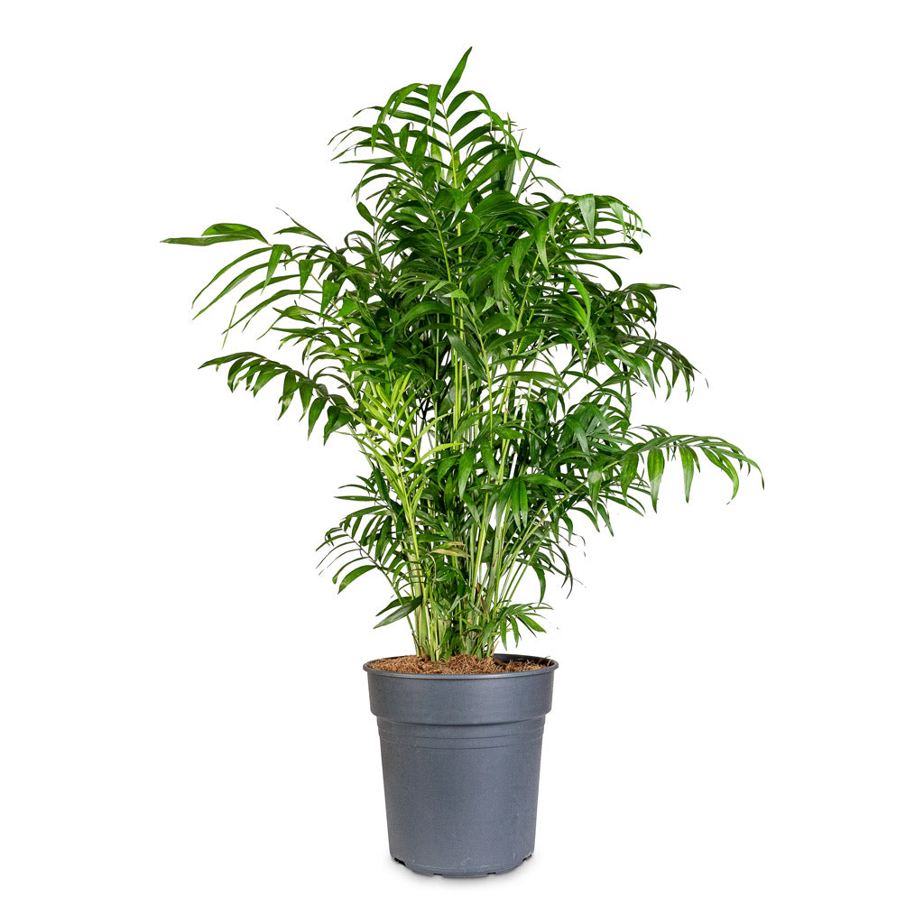 Chamaedorea elegans Parlour Palm - 24x90cm