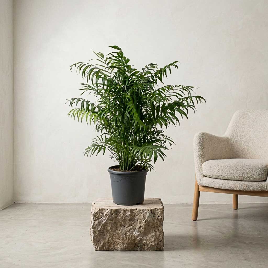 Chamaedorea elegans - Parlour Palm - 26 x 60cm
