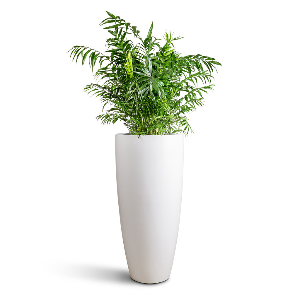 Chamaedorea elegans Parlour Palm 30x110cm In Dax Essentials Tall Planter Matt White 47x100cm