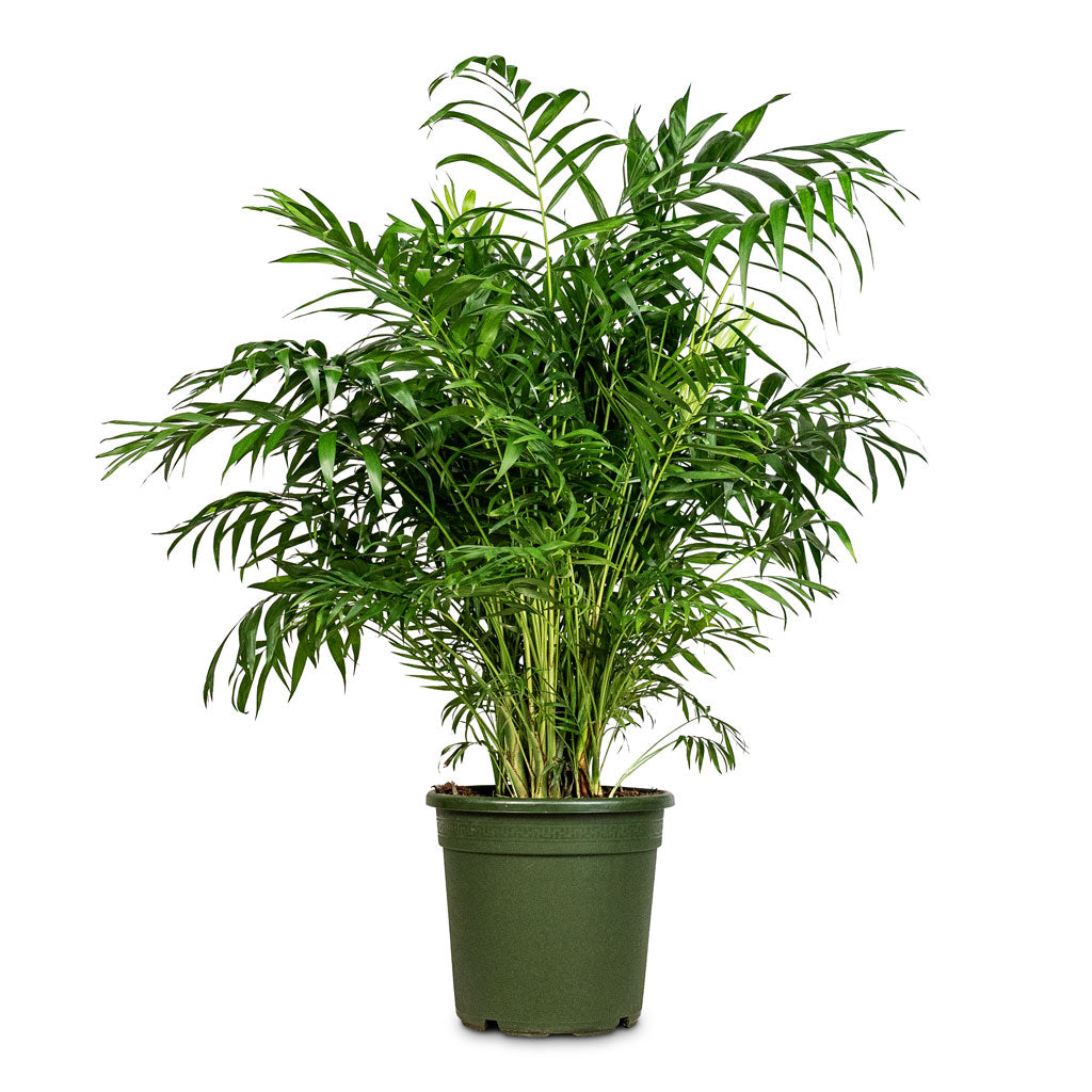Chamaedorea elegans Parlour Palm 30x110cm