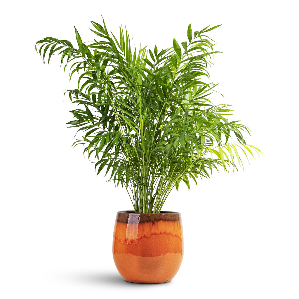Chamaedorea elegans - Parlour Palm - 19x110cm House Plant In Charlotte Pot Orange - 29x25cm