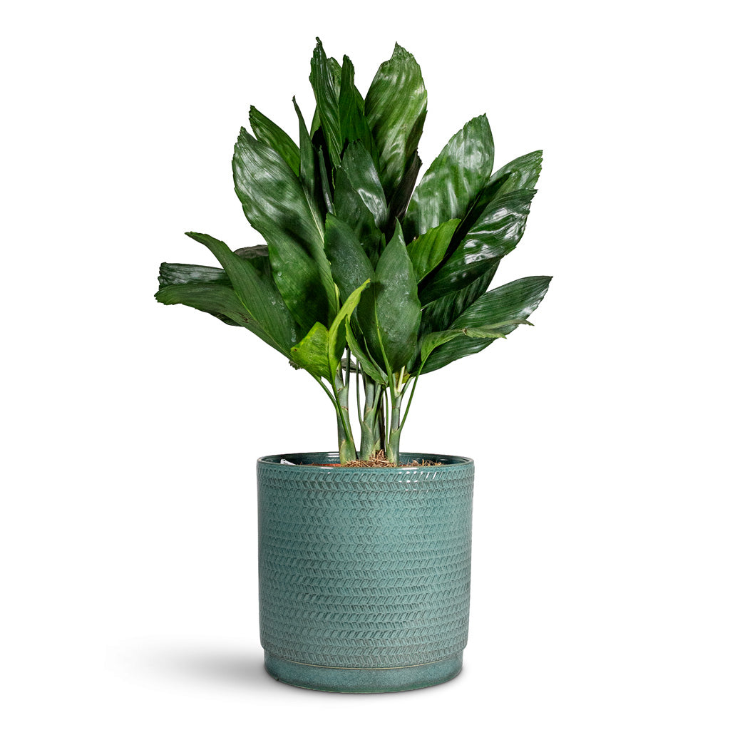 Chamaedorea metallica 21x70cm House Plant in Stien Pot Ocean 26x25cm