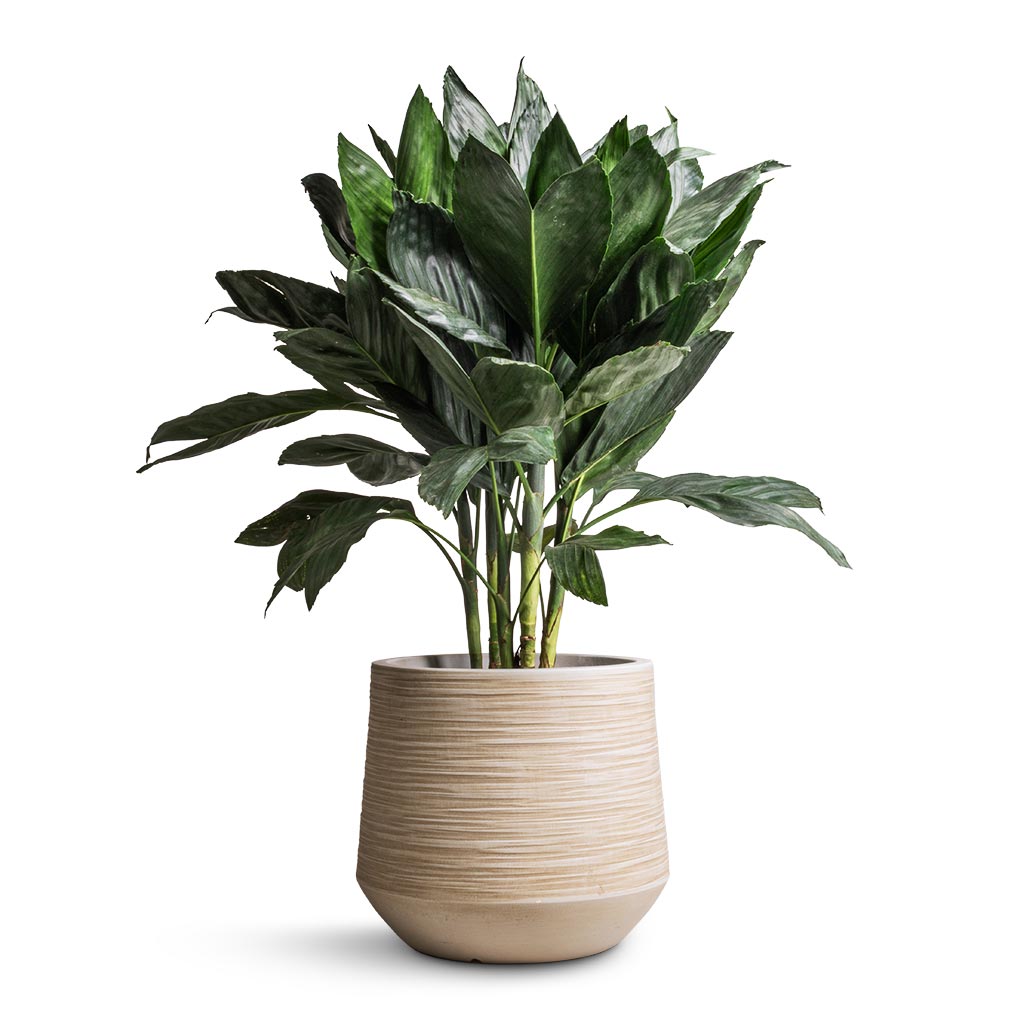 Chamaedorea metallica - Metallic Palm &amp; Dune Darcy Planter - Oat