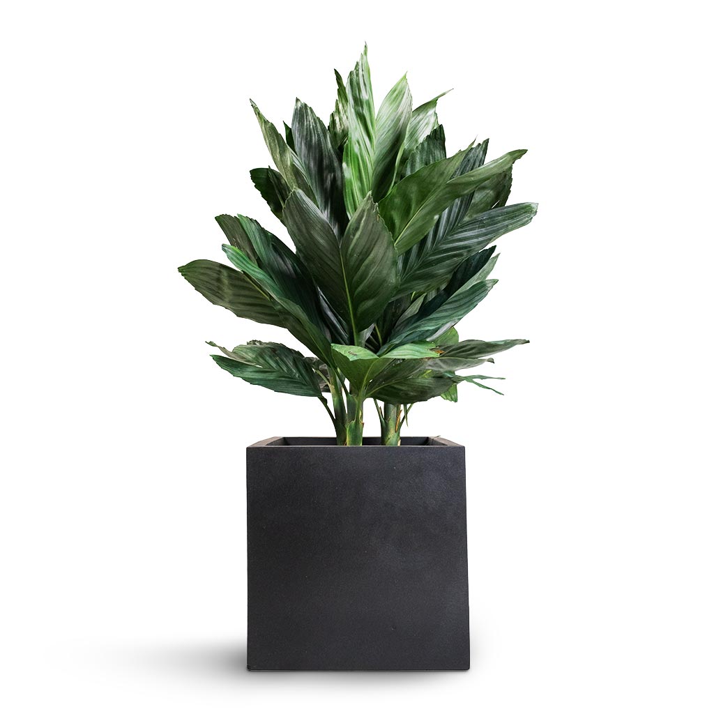 Fleur Natural Planter - Black & Chamaedorea metallica - Metallic Palm