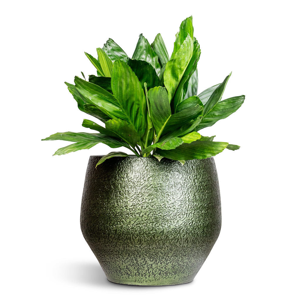 Chamaedorea metallica Metallic Palm 27x80cm House Plant in Noor Pot Velvet Green 36x33cm