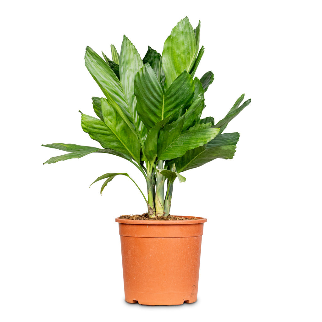 Chamaedorea metallica Metallic Palm 27x80cm